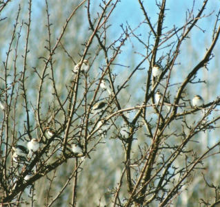 Snow Birds in winter. Natural beauty recreation clean water wildlife