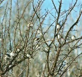 Snow Birds in winter. Natural beauty recreation clean water wildlife