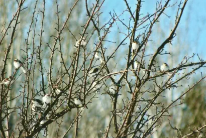 Snow Birds in winter. Natural beauty recreation clean water wildlife
