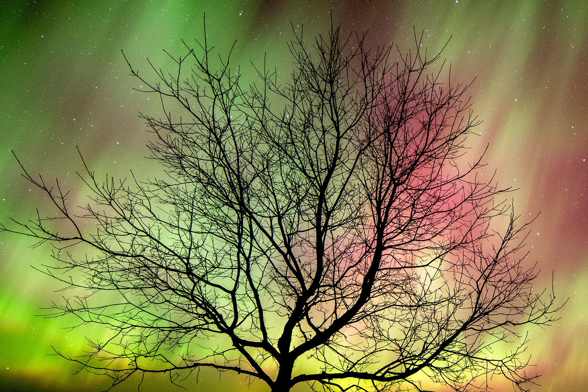 Northern Lights over a tree, photo by Kevin Zini